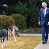 Biden Defends Major As 'A Sweet Dog' Just In Need Of Some Training