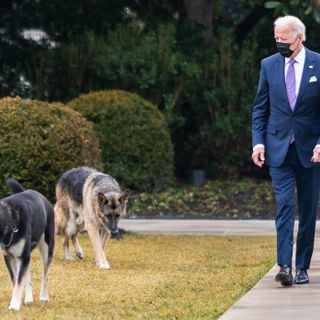 Biden Defends Major As 'A Sweet Dog' Just In Need Of Some Training