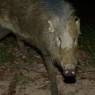 Pig nest-building promotes tree diversity in tropical forest: Study