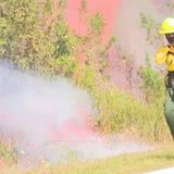 Controlled fires in Florida Everglades being set to eliminate ‘monster’ invasive plant