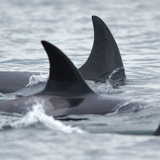 All Kinds of Marine Animals Are Mysteriously Circling in Bizarre Discovery