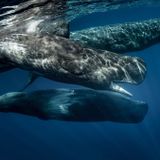 Sperm whales outwitted 19th-century whalers by sharing evasive tactics