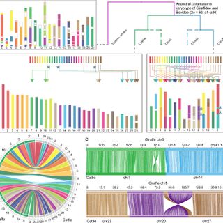 A towering genome: Experimentally validated adaptations to high blood pressure and extreme stature in the giraffe