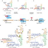 Processive RNA polymerization and promoter recognition in an RNA World