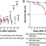 A time course transcriptomic analysis of host and injected oncogenic cells reveals new aspects of Drosophila immune defenses