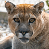 In-Sync Exotics' Cougar Tests Positive for COVID-19