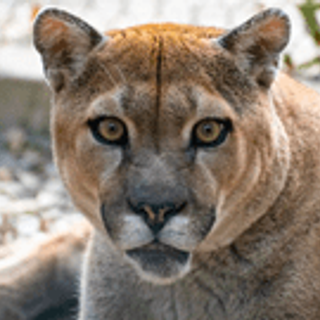 In-Sync Exotics' Cougar Tests Positive for COVID-19