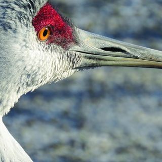 Audubon Plan Aims To Restore Nearly 300K Acres Of Great Lakes Coastal Wetlands To Benefit Birds