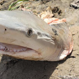 Shark sighting: Miami County woman finds shark head along Great Miami banks