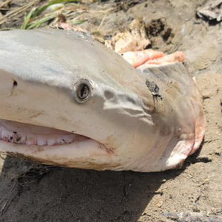 Shark sighting: Miami County woman finds shark head along Great Miami banks