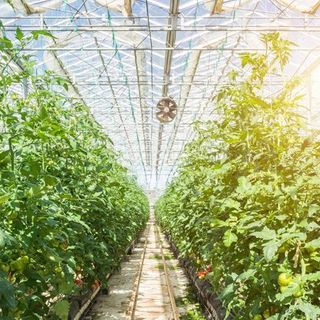 Semi-Transparent Solar Cells Can Power Greenhouses Without Stunting Plant Growth