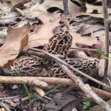 Mild March tempting Missouri morel mushroom hunters