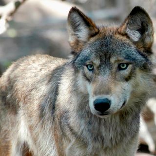 Gray wolf kill confirmed in Nebraska Sand Hills as animals expand range