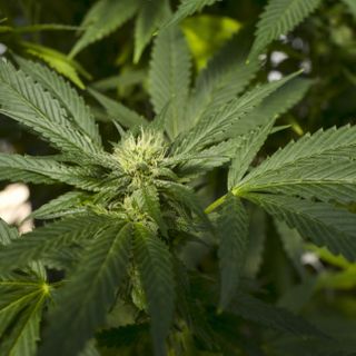 Marijuana decriminalization in Va. on track for July - WTOP News