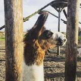 You Can Go Hiking With Llamas Here in Eastern Iowa