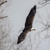 The American bald eagle population has quadrupled since 2009, report says | CNN