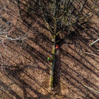 After centuries in the ground, these French oaks will soon form part of the new spire at Notre Dame