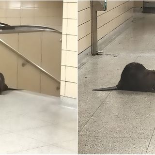 Beaver wandering inside Toronto subway station prompts rush hour closure