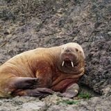 How Did This Walrus Get to Wales?