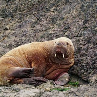 How Did This Walrus Get to Wales?