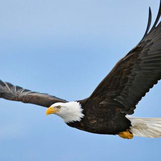 Once nearly extinct, American bald eagle populations have quadrupled in last decade