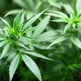 Delaware Lawmakers Approve Marijuana Legalization Bill In Committee Vote