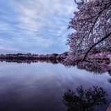 Tidal Basin Could Be Closed To Cherry Blossom Crowds This Year