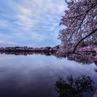 Tidal Basin Could Be Closed To Cherry Blossom Crowds This Year