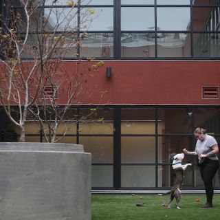 Take a tour through S.F.’s new, $77 million animal shelter, complete with a dog toilet