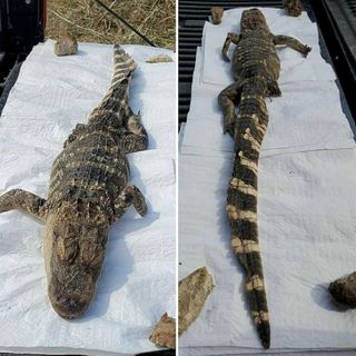 KDOT worker finds American Alligator carcass in south central Kansas river