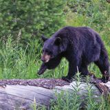 Black bear hunting set to begin in Missouri in October 2021