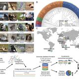 Diversity and functional landscapes in the microbiota of animals in the wild