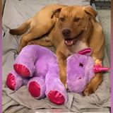 A stray dog kept stealing a stuffed unicorn from a Dollar General, so animal control bought it for him