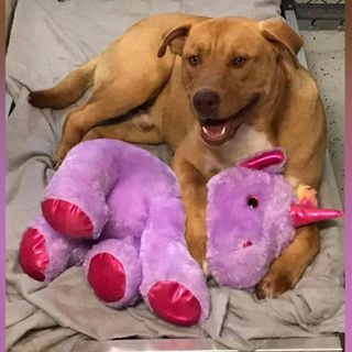 A stray dog kept stealing a stuffed unicorn from a Dollar General, so animal control bought it for him