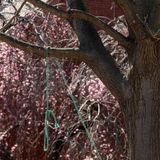 Noose found in courtyard of Episcopal church on Capitol Hill