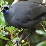 Recovering kōkako population not out of the woods yet