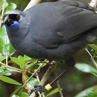 Recovering kōkako population not out of the woods yet