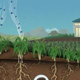 Supercharged soil could pull carbon right out of the air