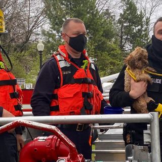 WATCH: Stranded dog rescued on railroad bridge along the Potomac River by DC Fire crews