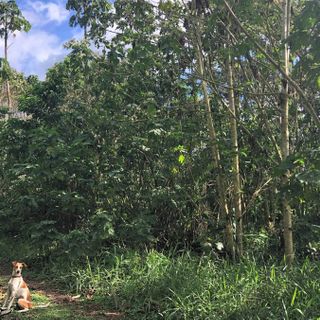 Forests on caffeine: coffee waste can boost forest recovery - British Ecological Society