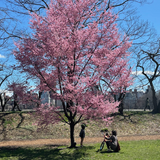 Cherry Blossom Trees Have Started Blooming Around NYC