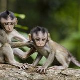 How Scientists Used Ultrasound to Read Monkeys' Minds