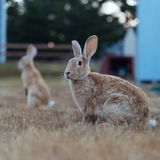 A Virus Is Killing Pet Rabbits in Milwaukie and Could Spread Across Oregon