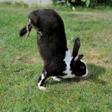 Thanks to a Genetic Mutation, These French Rabbits Prefer Handstands to Bunny Hops