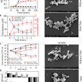 Oxidation of trimethylamine to trimethylamine N-oxide facilitates high hydrostatic pressure tolerance in a generalist bacterial lineage