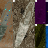 N.L. fossil discovery could be oldest known octopus ancestors, scientists say