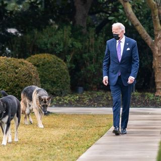 Biden Dog Bites Again