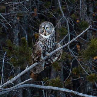 Great gray owl perseveres after flying into Sunriver window