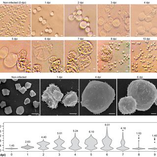 Virus-induced cell gigantism and asymmetric cell division in archaea