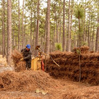 The ‘brown gold’ that falls from pine trees in North Carolina